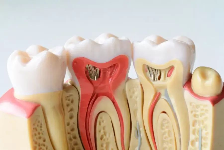 Las 3 Capas de los Dientes: Guía Completa de Anatomía Dental para 2026