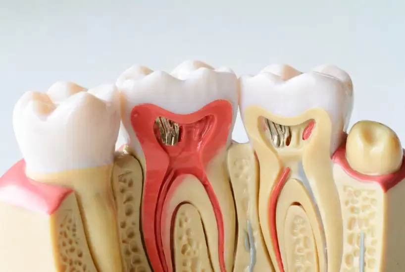 Las 3 Capas de los Dientes: Gu&iacute;a Completa de Anatom&iacute;a Dental para 2026