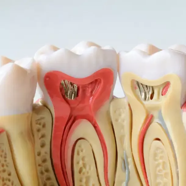 Las 3 Capas de los Dientes: Guía Completa de Anatomía Dental para 2026